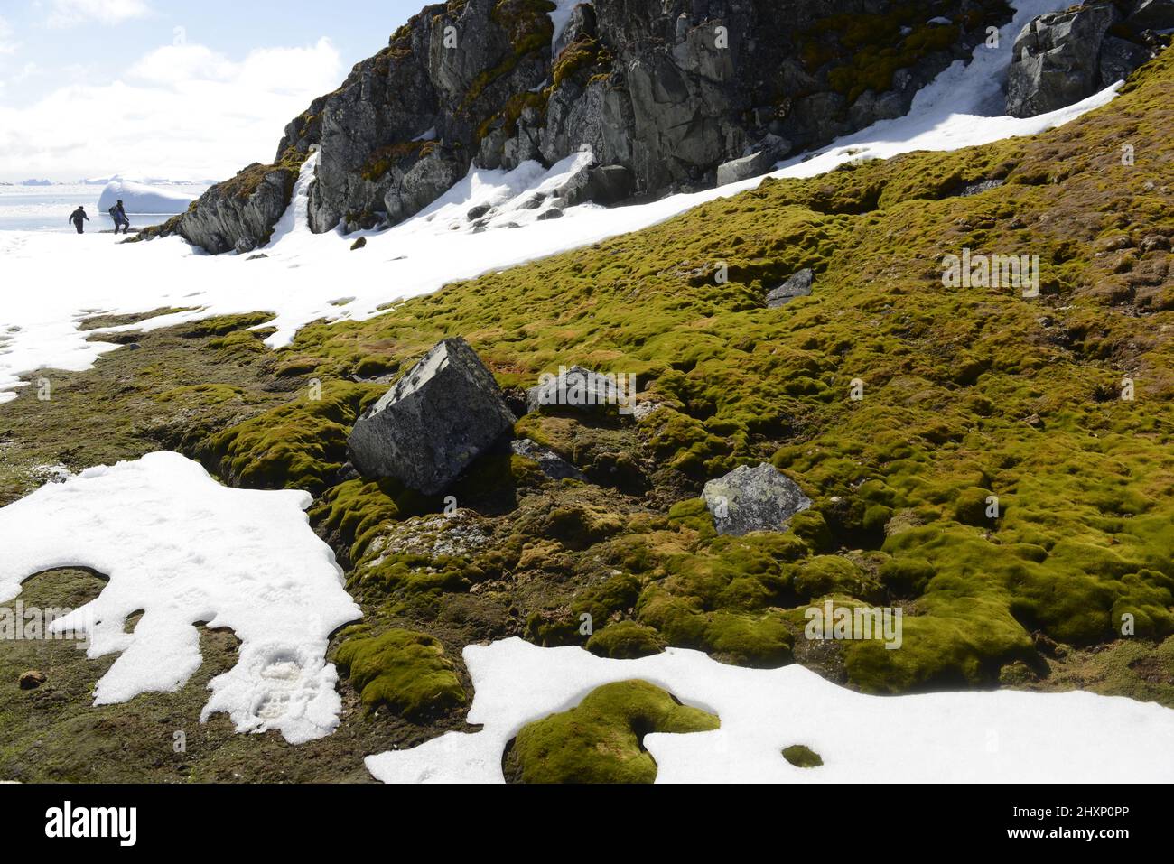 Ampie mosche e licheni coprono l'area protetta di Litchfield Island a Arthur Harbour, vicino a Palmer Station, Antartide Foto Stock