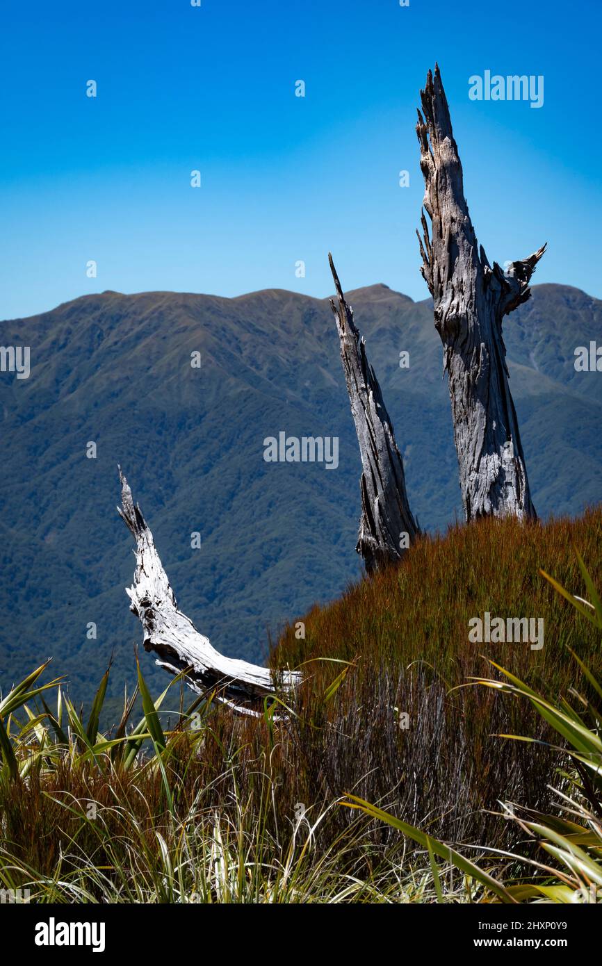 Monte Hector sulla linea principale di Tararua, da Monte Kapakapanui, Kapiti, Wellington, Isola del Nord, Nuova Zelanda Foto Stock