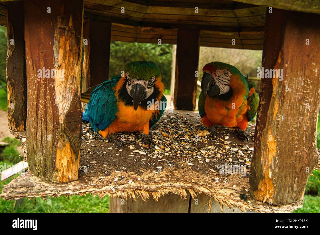 la specie di pappagallo ara è minacciata di estinzione. uccelli colorati in ritratto. Si trovano in Sud America Foto Stock