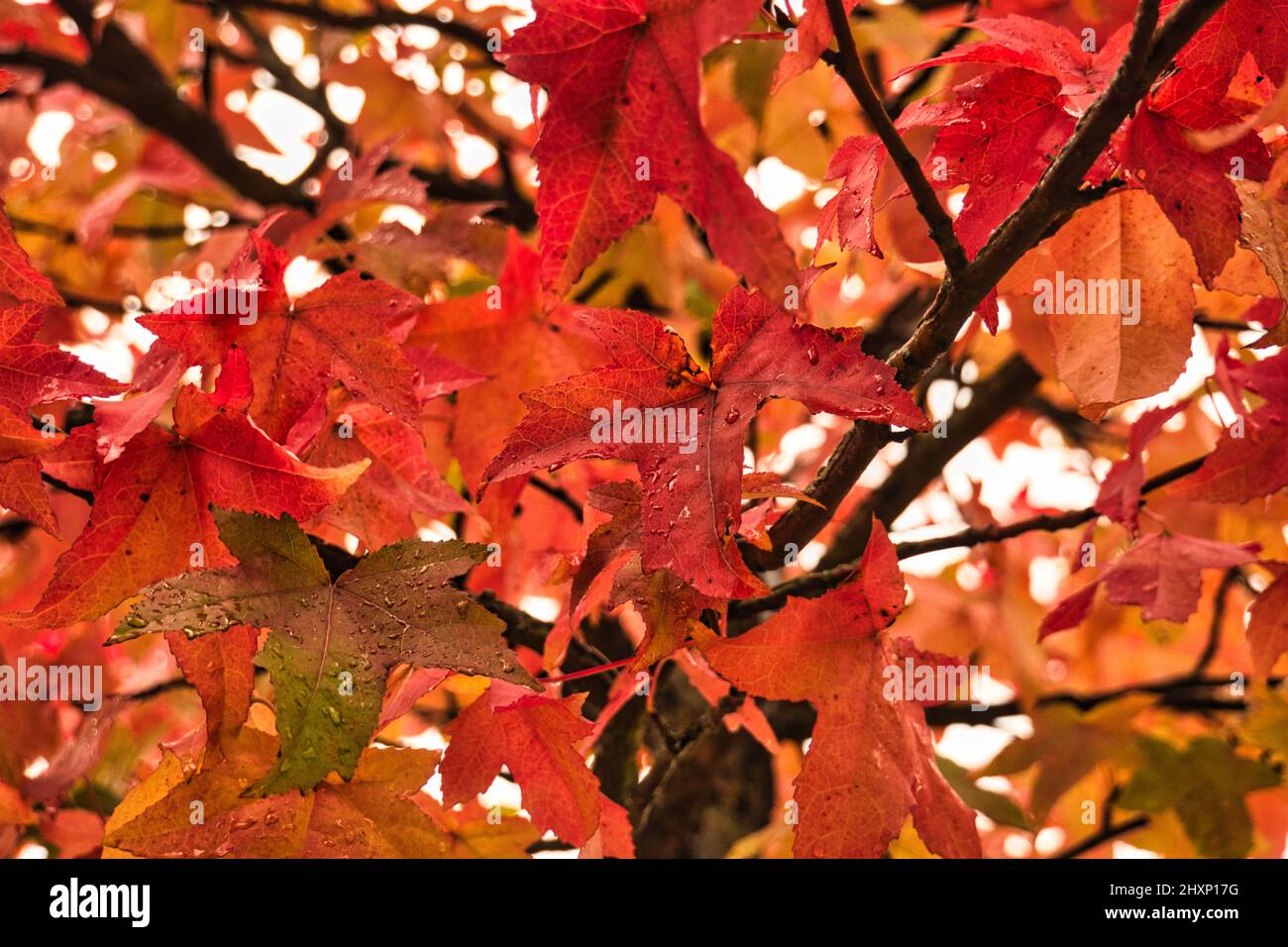 coloratissimo fogliame autunnale con dewdrops. primo piano, mostrato singolarmente. Foto della natura Foto Stock