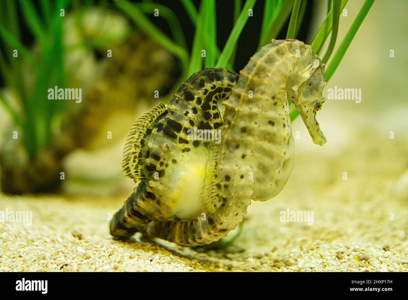 cavallucci marini in erba di mare. piccoli animali acquatici in primo piano. interessante da osservare. dettagliato e bello. Foto Stock