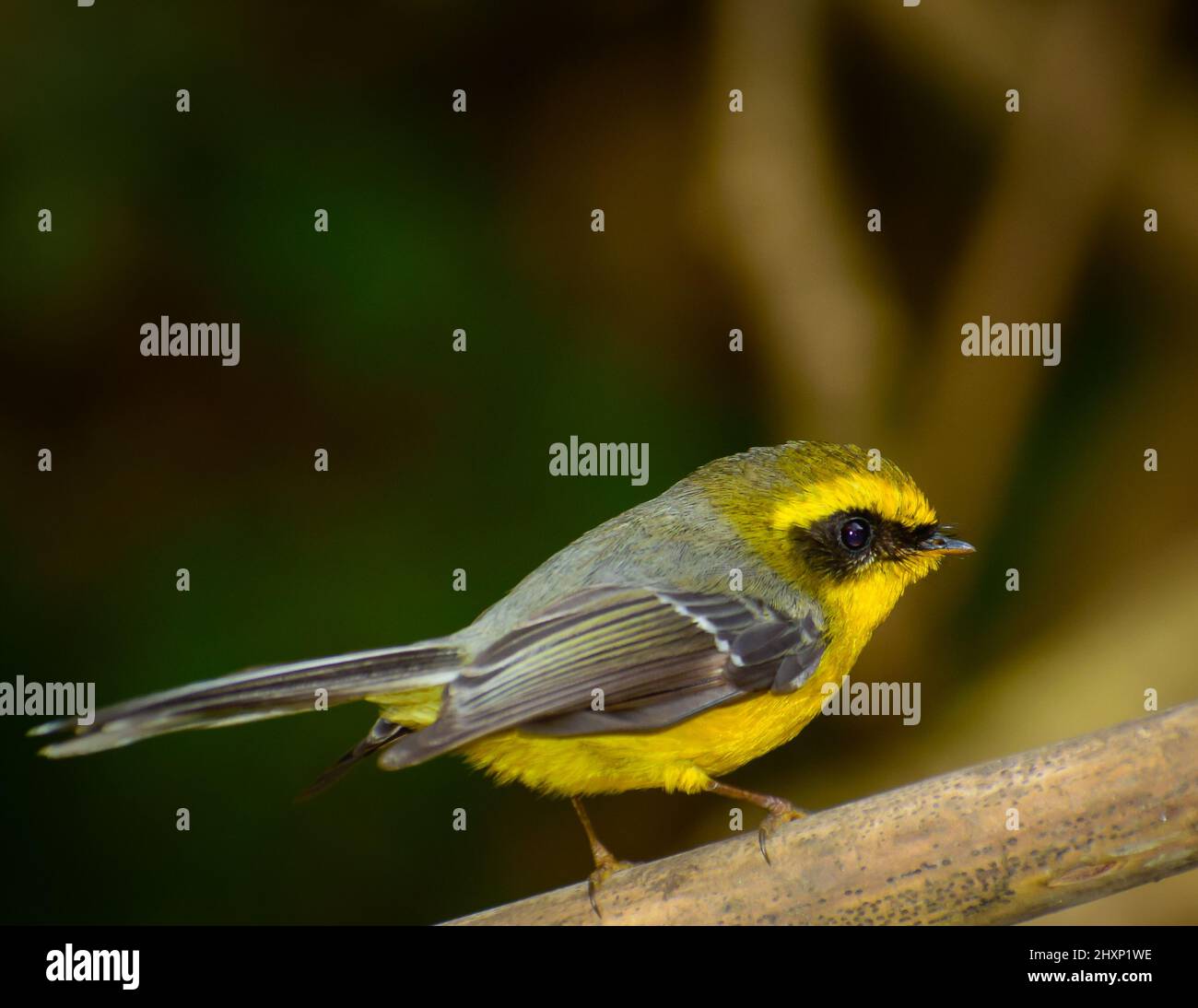 Primo piano di fantasia dalle bizzelle gialle (Chelidorhynx ipoxanthus) Foto Stock