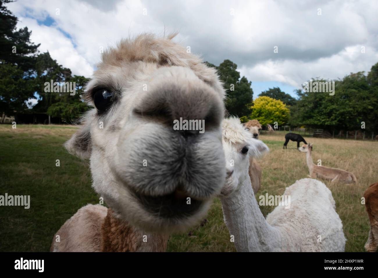 Alpaca, vicino Pahiatua, distretto di Tararua, Isola del Nord, Nuova Zelanda Foto Stock