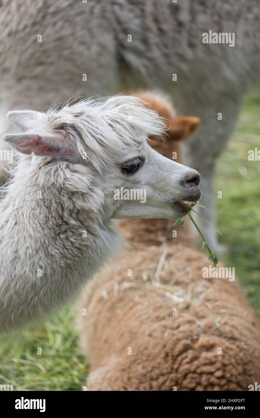 Giovane Alpaca lama pacos ritratto, animale della famiglia: Camelidae, regione natale: Ande centrali e meridionali dal Perù all'Argentina. Foto Stock