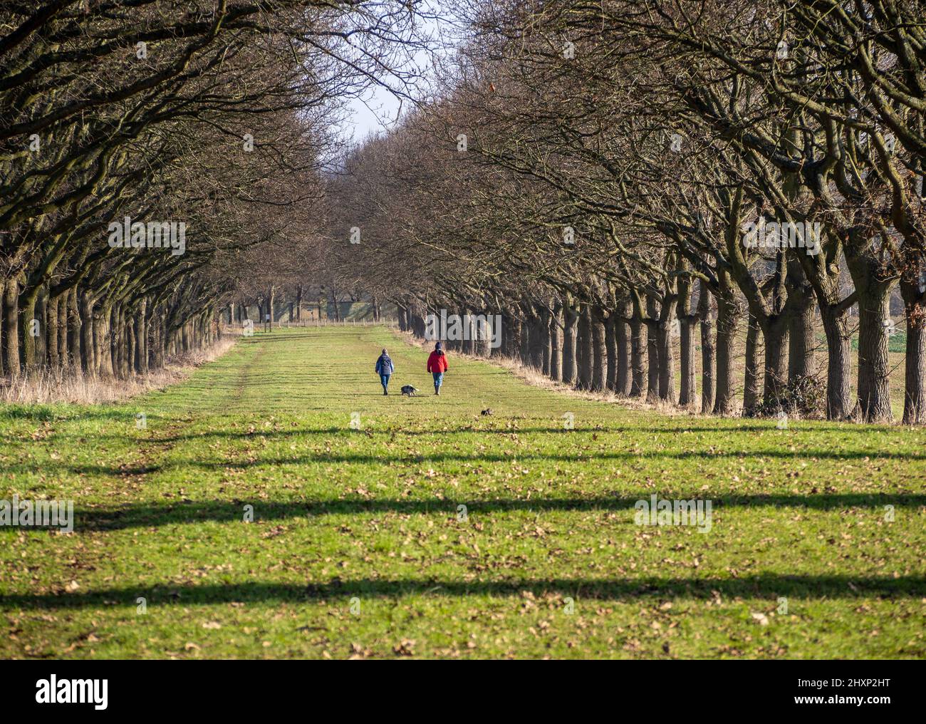 Viale di alberi d'inverno che conduce dal villaggio di Great Brington verso Althorp House, Northamptonshire, Regno Unito; con due camminatori del cane Foto Stock