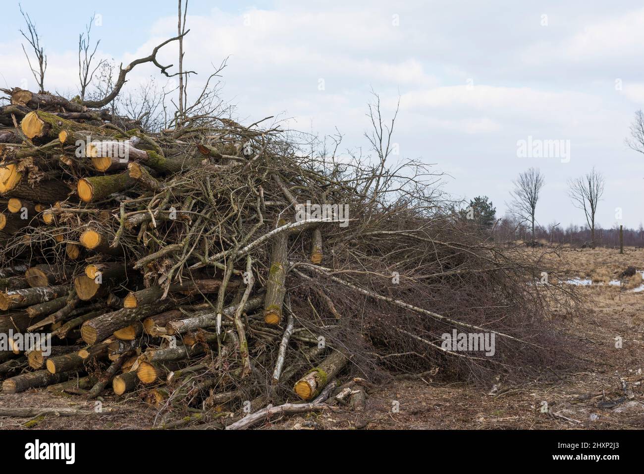 Alberi freschi di sgranatura per mantenere bagnati i paludi durante il progetto di gestione delle acque delle zone umide nel parco nazionale "groote Peel" nei Paesi Bassi Foto Stock