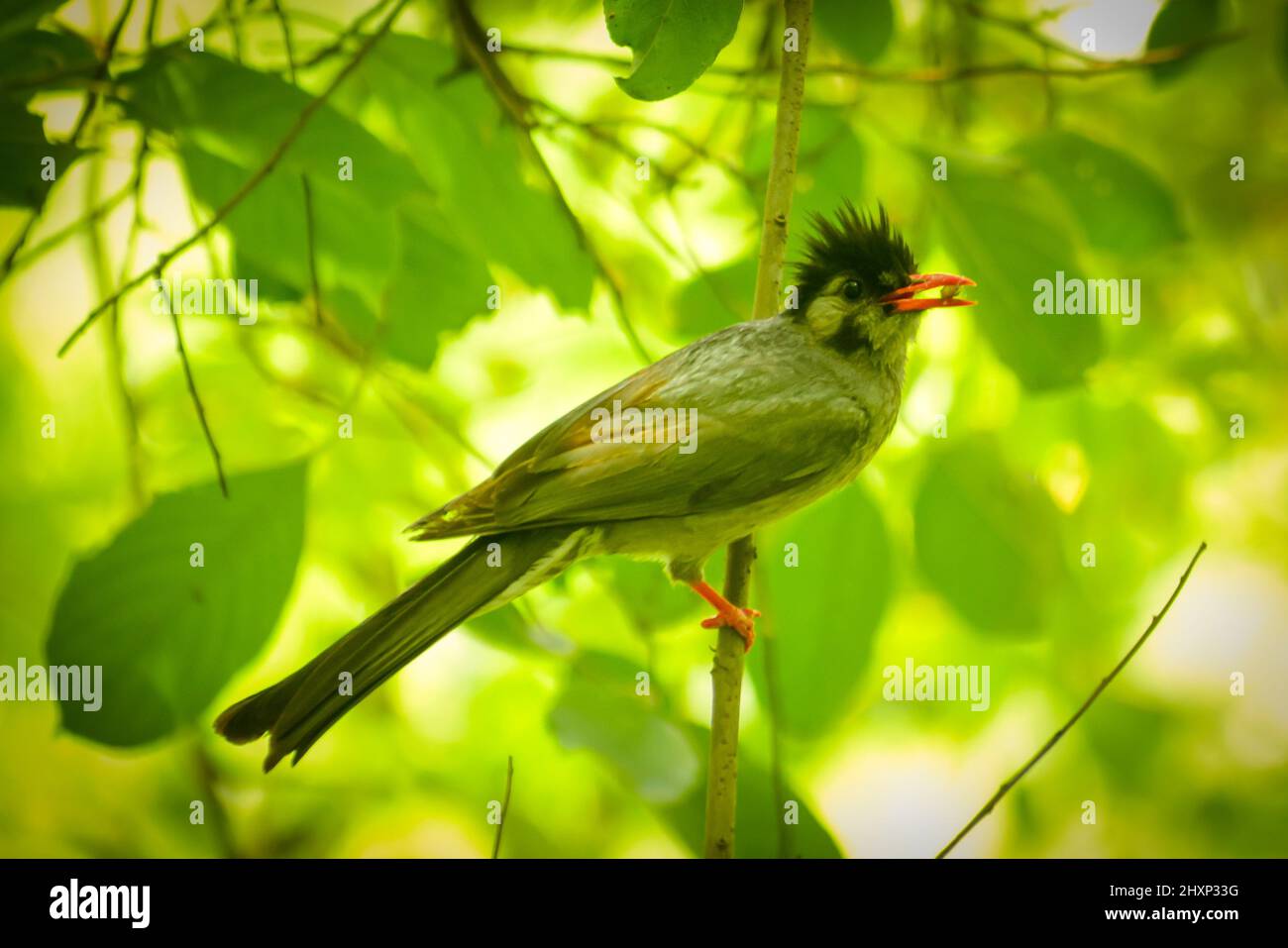 Uccello seduto su ramo di albero. Bel bulbul nero (hypsipetes leucocephalus) uccello. Foto Stock