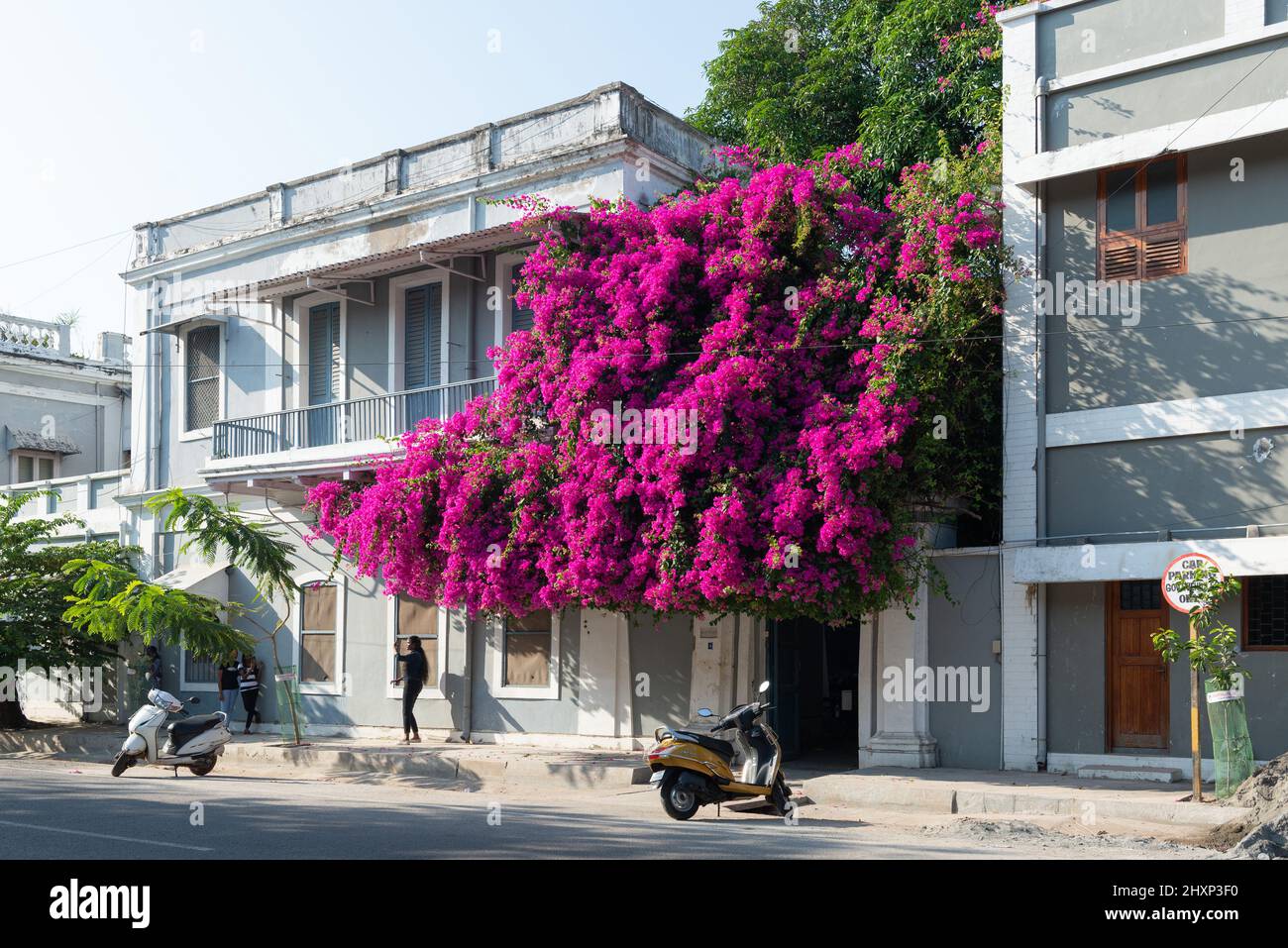 Pondicherry, India - 12 marzo 2022: Un'infiorescenza di bougainvillea nella città bianca. Foto Stock