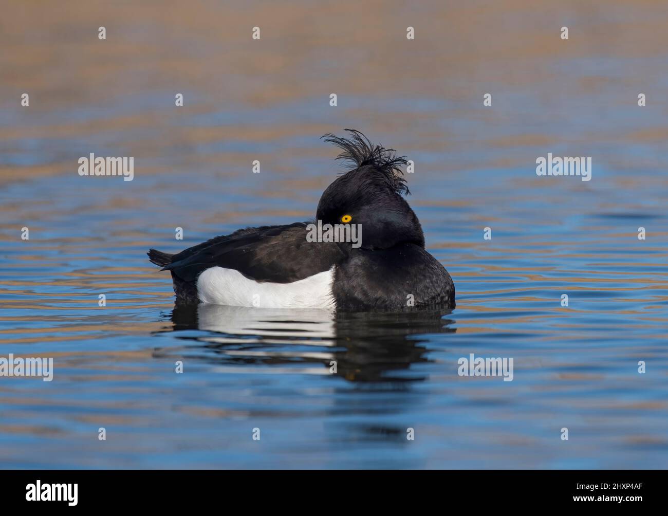 Duck tufted, Aythya fuligula, maschio, che si innaffia in stagno, Lancashire, REGNO UNITO Foto Stock