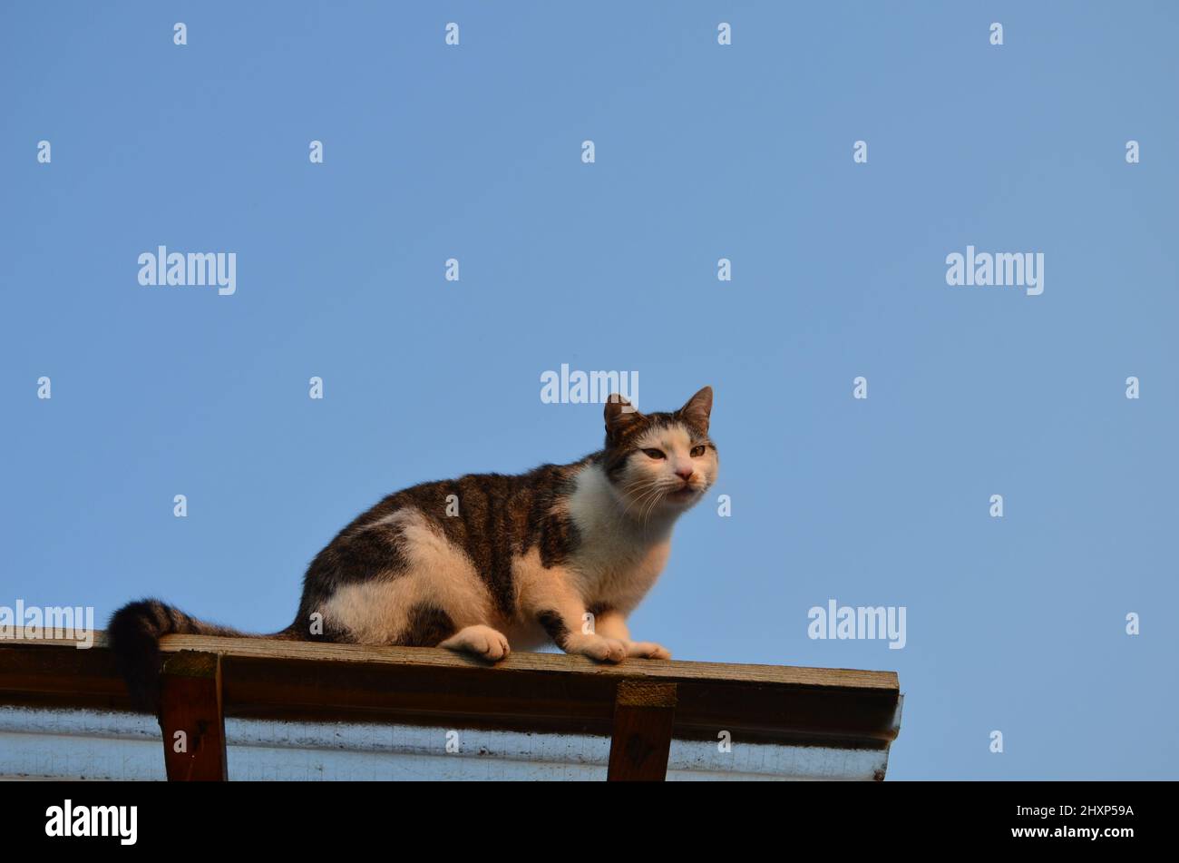 Katze auf dem Dach im Sonnenuntergang Foto Stock