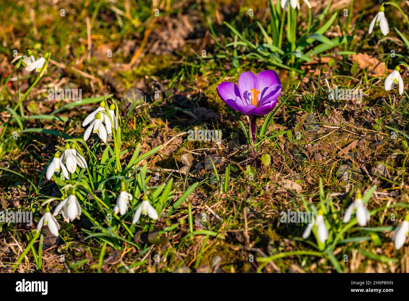 Primo piano di un crocus viola e nevicate germoglianti in primavera Foto Stock