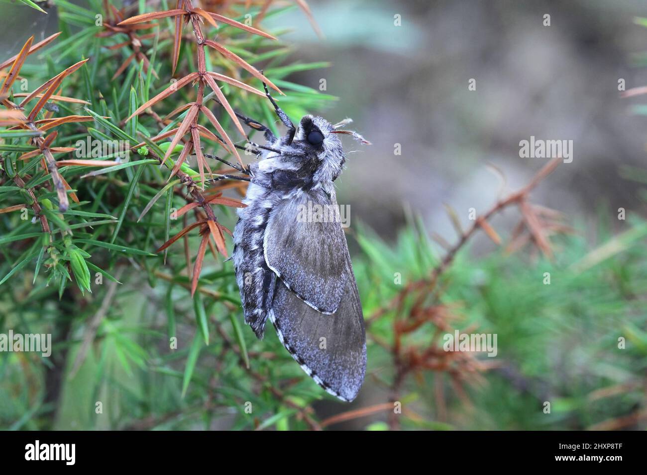 Sphinx pinastri, la falce del pino Foto Stock