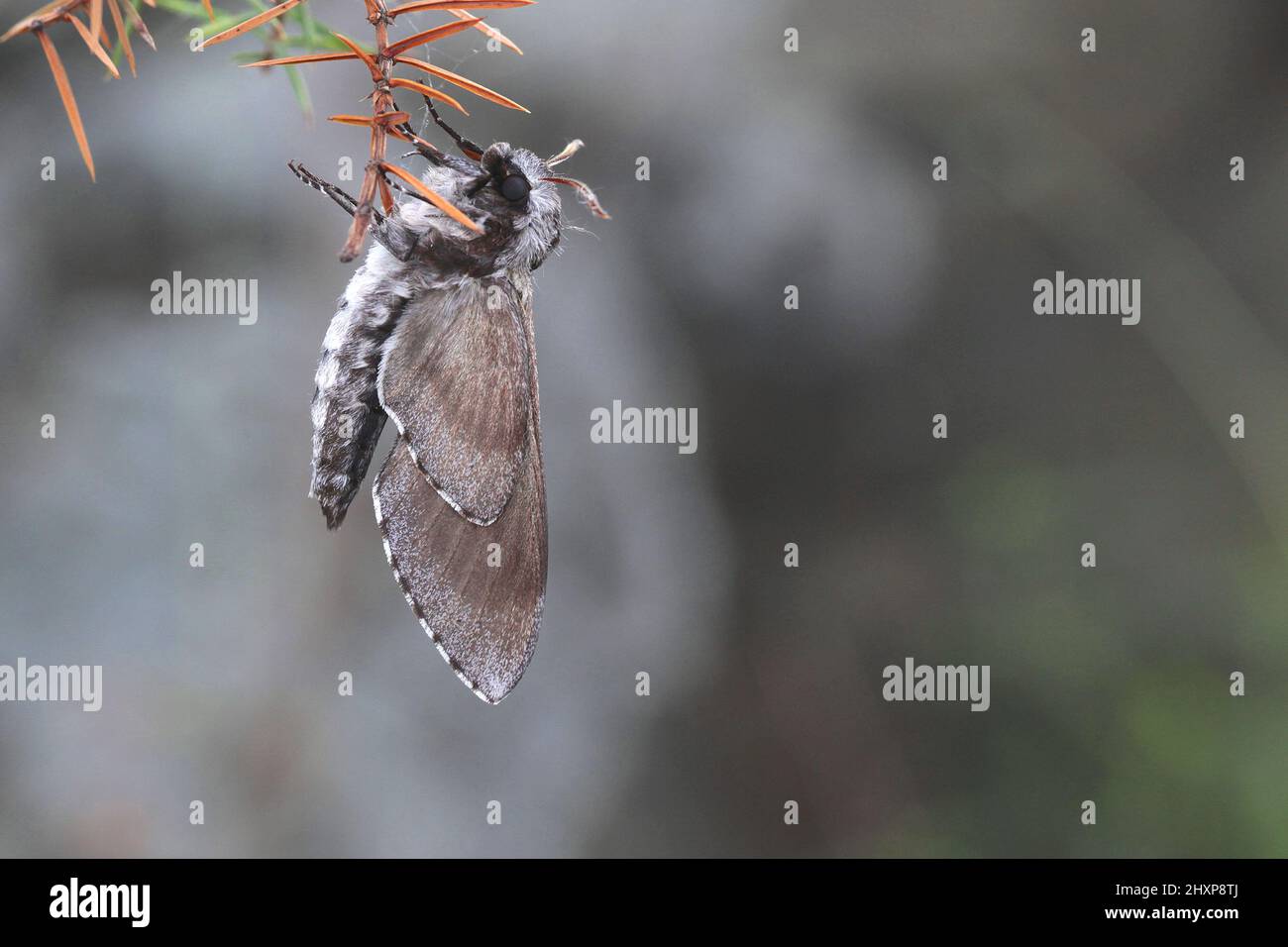 Sphinx pinastri, la falce del pino Foto Stock