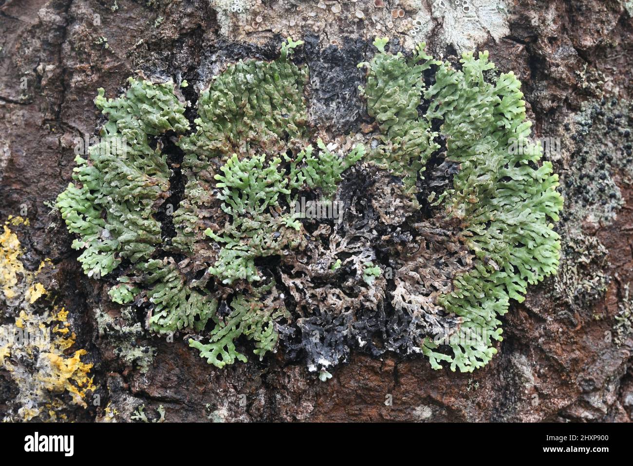 Physconia distorcita, un lichen epifitico che cresce su aspen in Finlandia Foto Stock