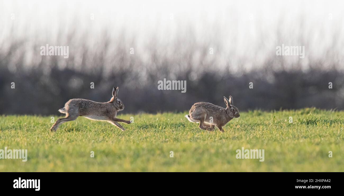 Due Hares marroni in inseguimento caldo attraverso il grano degli agricoltori . Jack e Jill all'inizio della stagione di accoppiamento . Sufffolk, Regno Unito Foto Stock