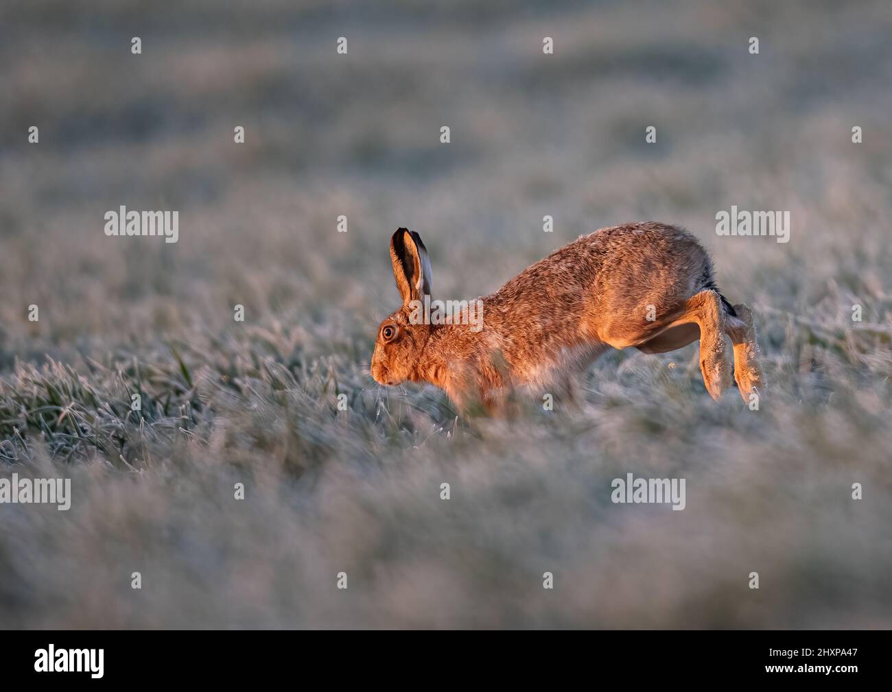 In una mattinata fredda e gelida . Una Lepre marrone , evidenziata dall'alba , che delimita il campo congelato del grano. Suffolk. REGNO UNITO Foto Stock