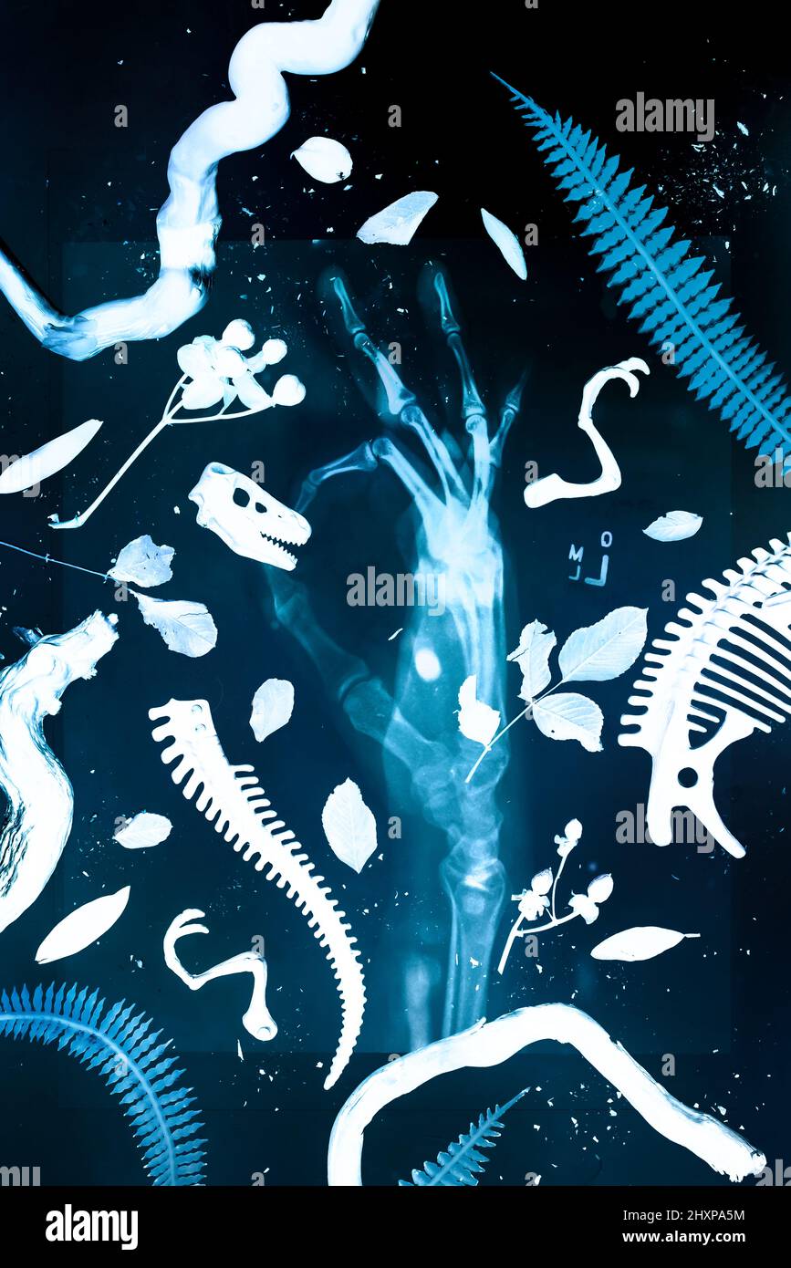 Concetto di radiografia creativa con ossa della mano, gabbiano e felci di dinosauro, laici piatti dell'anima umana Foto Stock