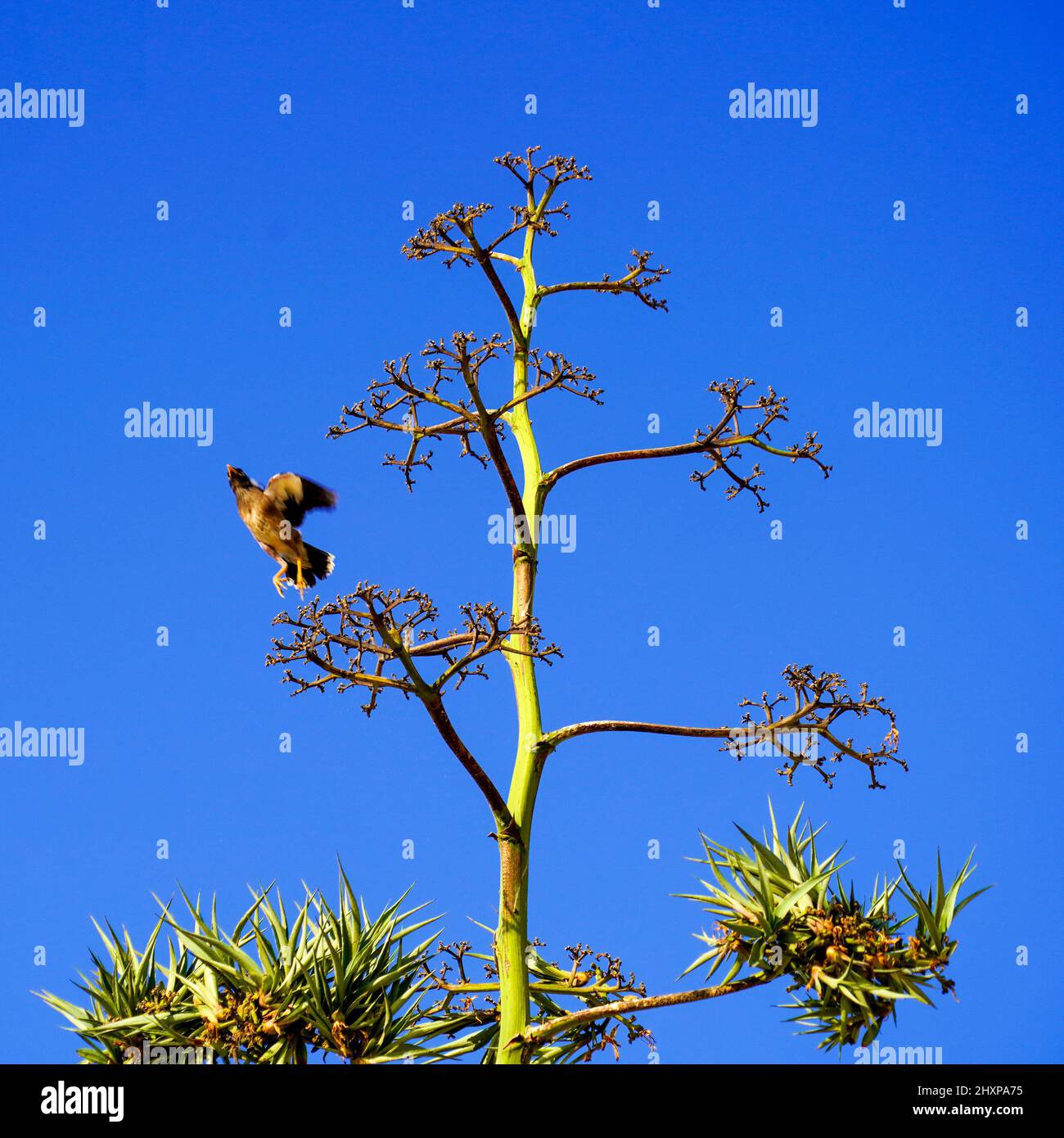 Myna comune (o indiana Myna Acridatheres tristis). Sul fusto fiorente di una pianta di Agave. Fotografato a Tel Aviv, Israele. Entrambe queste specie ar Foto Stock