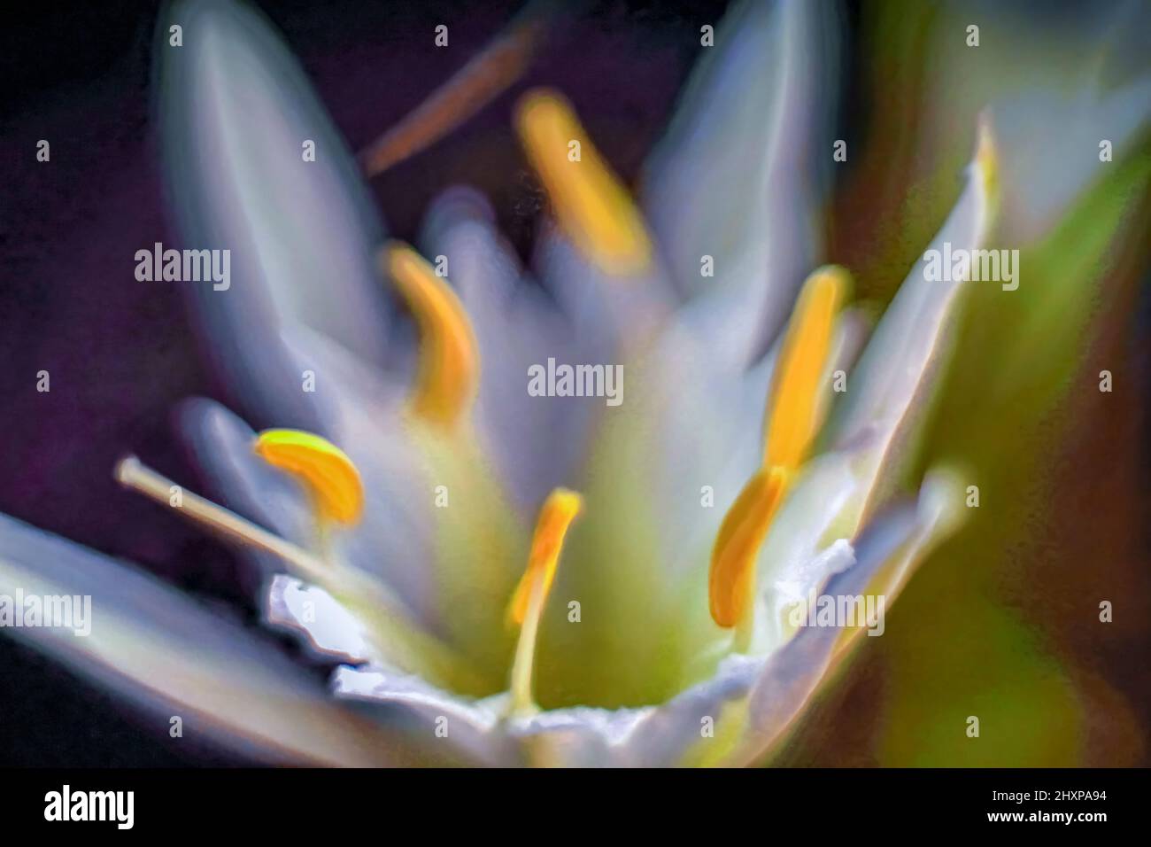 Sea daffodil, mare pancratium lily (Pancratium maritimum) sulla costa mediterranea, Israele nel mese di settembre Foto Stock