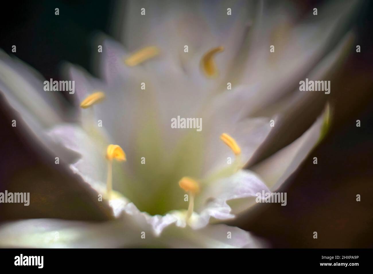 Sea daffodil, mare pancratium lily (Pancratium maritimum) sulla costa mediterranea, Israele nel mese di settembre Foto Stock