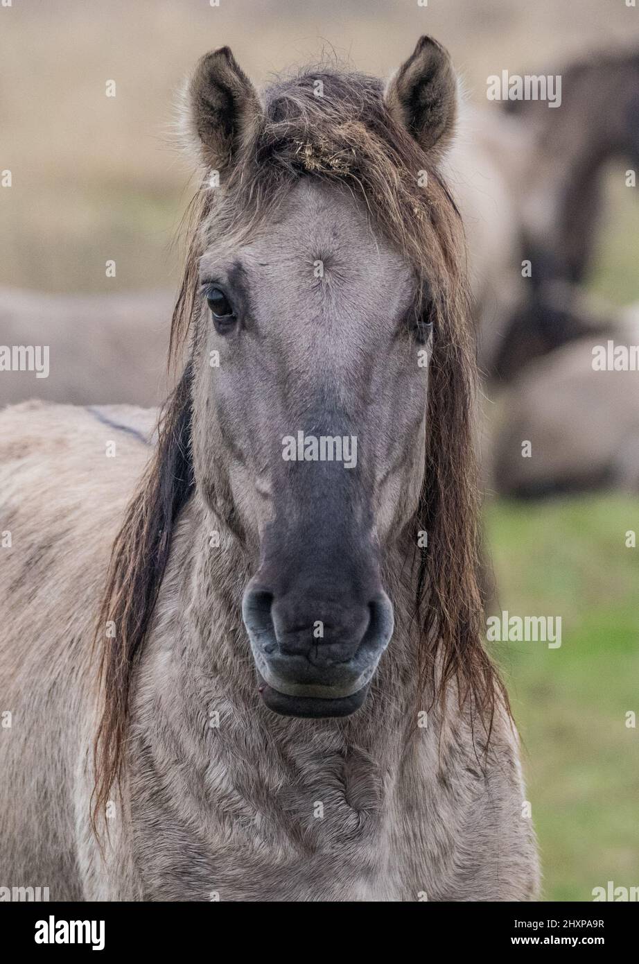 Un pony Konik libero di roaming difficile guardando la macchina fotografica questa razza antica è utilizzata per la creazione di habitat e la conservazione pascolo in Fens, Regno Unito Foto Stock