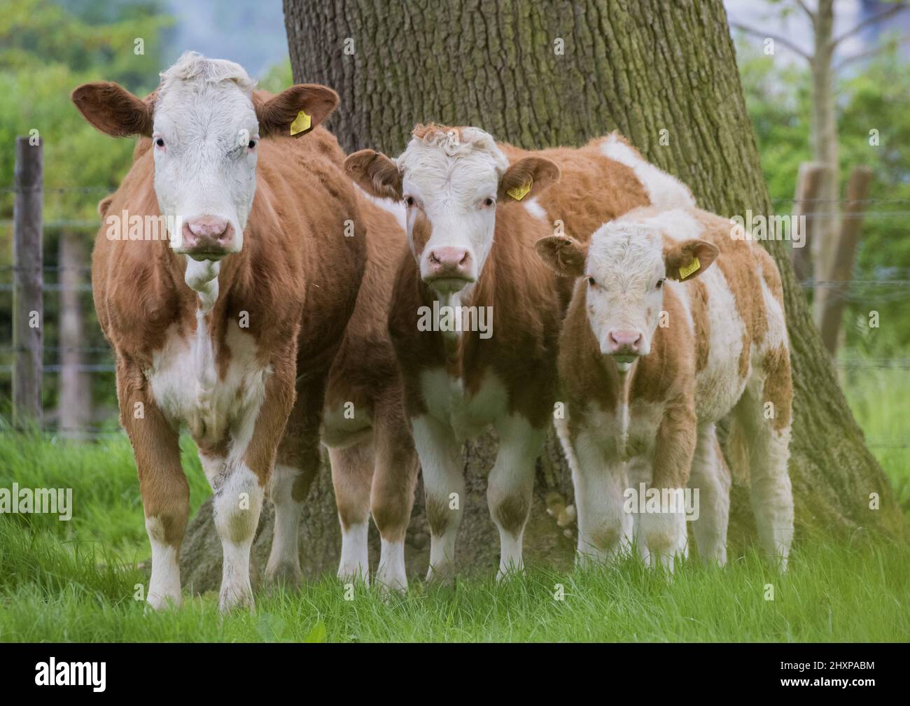 I tre moschettieri . Tre dimensioni di mucca marrone e bianca, Simmental , che si posano magnificamente insieme in campagna . Suffolk, Regno Unito. Foto Stock