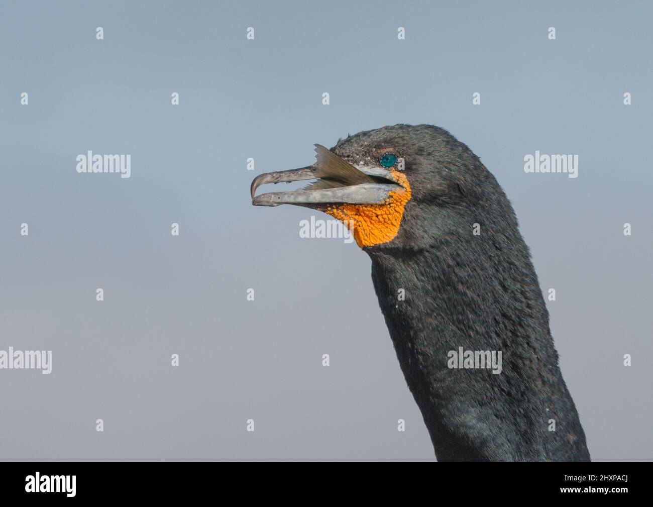 Un boccaglio grande., duro deglutire. Un colpo di testa di un cormorano che inghiottita un pesce enorme con la sua coda ancora visibile.Namibia Foto Stock