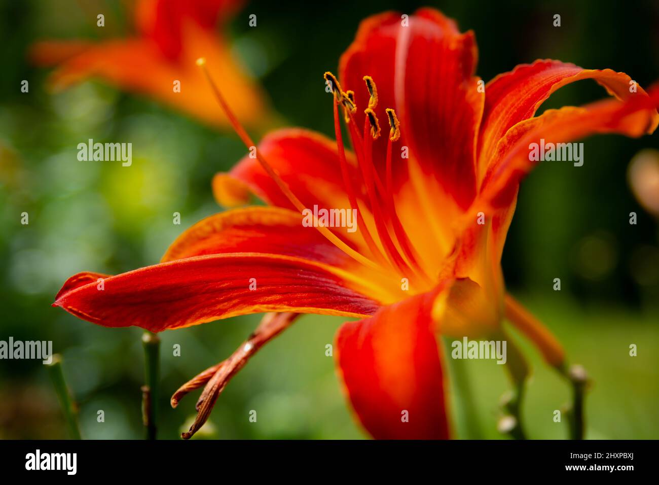 Un fiore giallo maroon di un giglio nel giardino, vista estiva Foto Stock