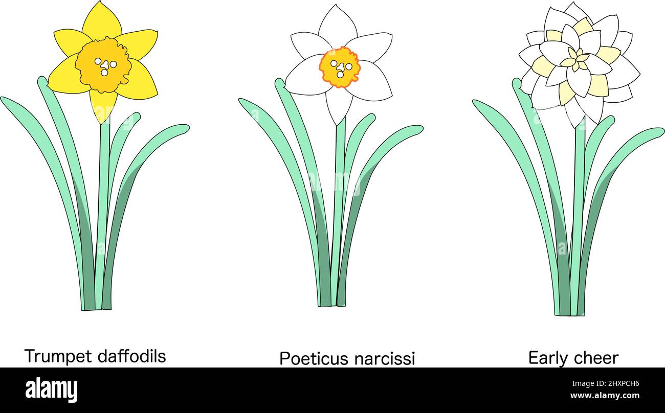 Una collezione di fiori di daffodil: Daffodils tromba, Poeticus narcisi, cheer presto Foto Stock