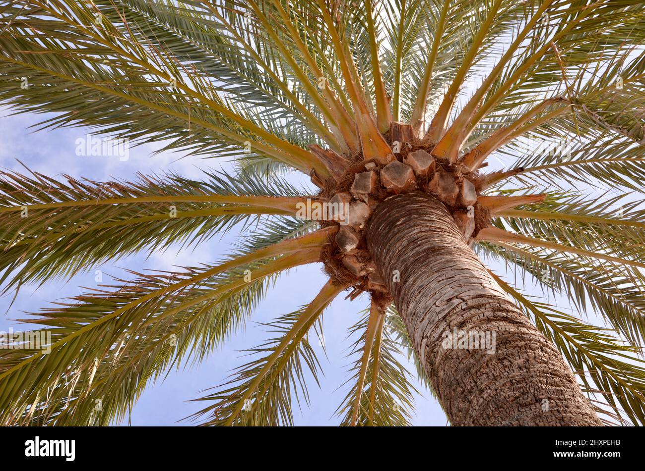 Palme, cielo blu sfondo Foto Stock