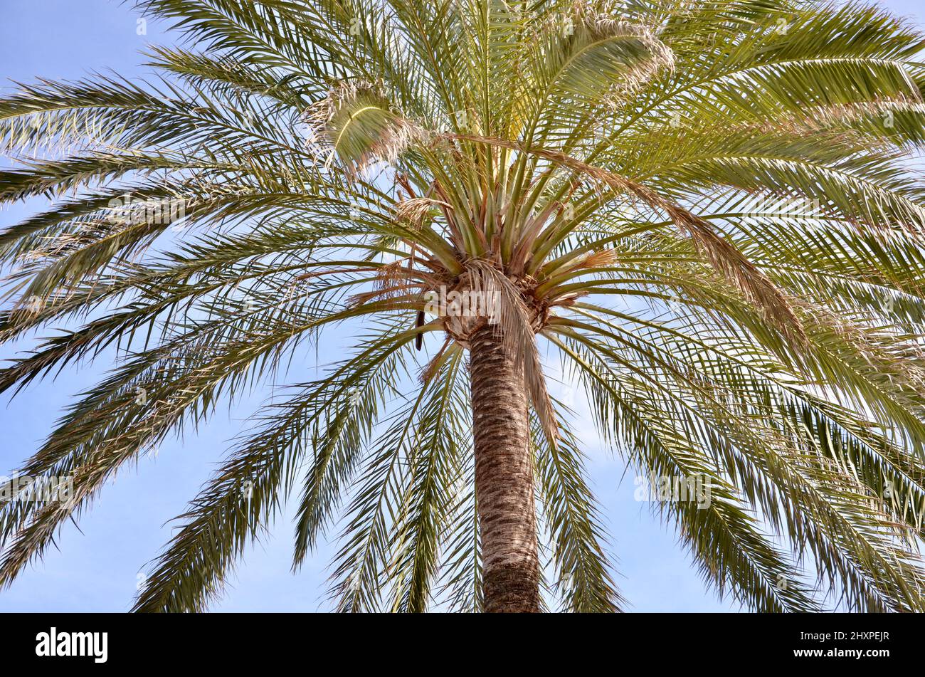 Palme, cielo blu sfondo Foto Stock