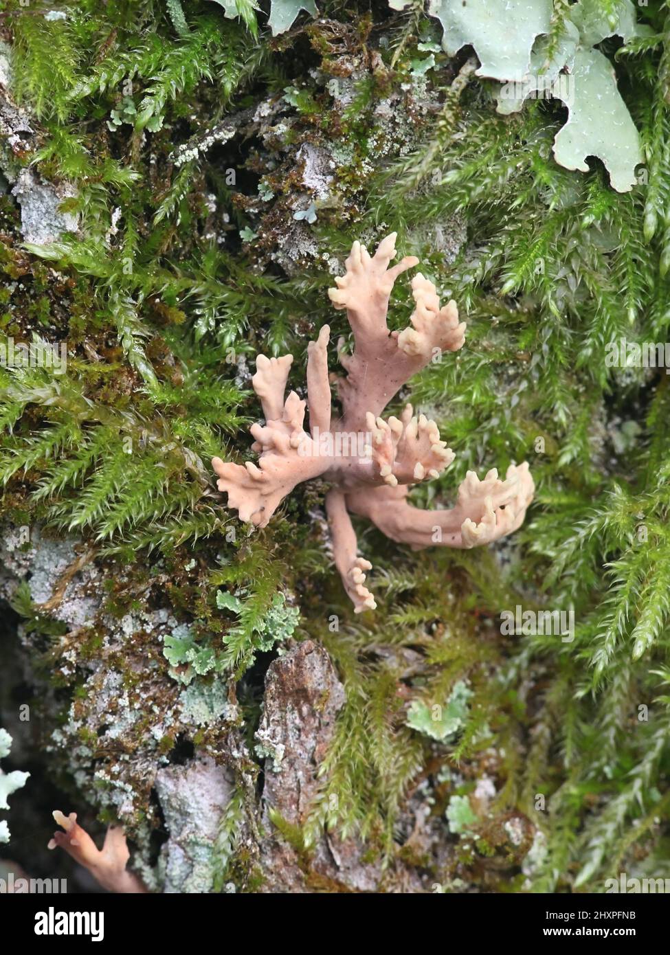 Lentaria byssiseda, un fungo di corallo della Finlandia che cresce su tronco di quercia, nessun nome comune inglese Foto Stock