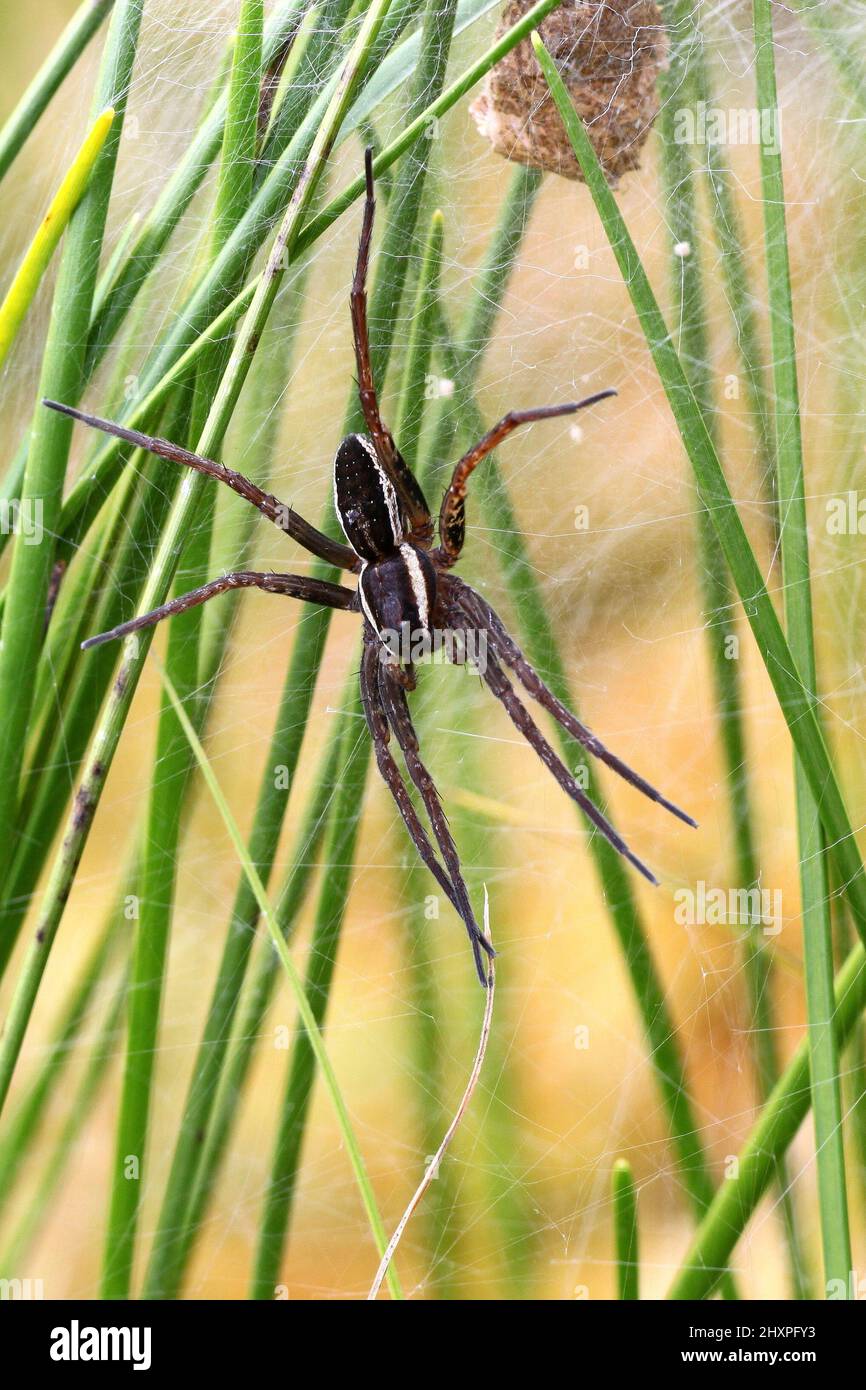 Nido di un ragno di Gesù, il più grande e velenoso dei ragni europei Foto Stock