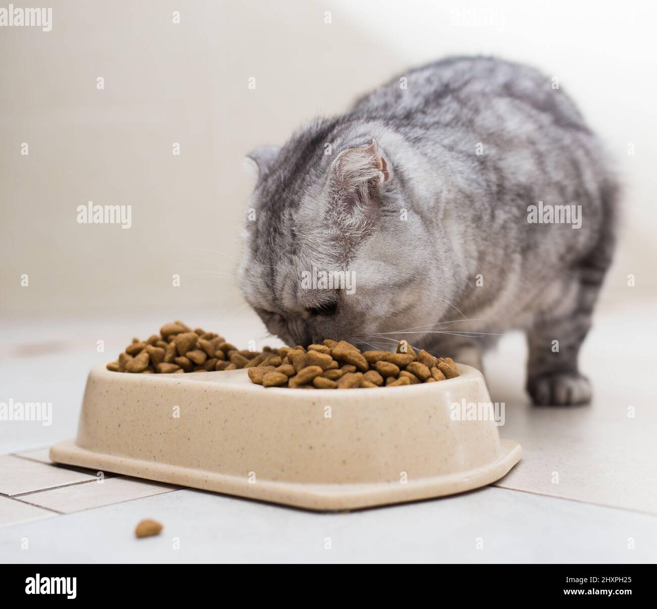 Gatto scozzese fold mangiare cibo secco dal recipiente sul pavimento Foto Stock