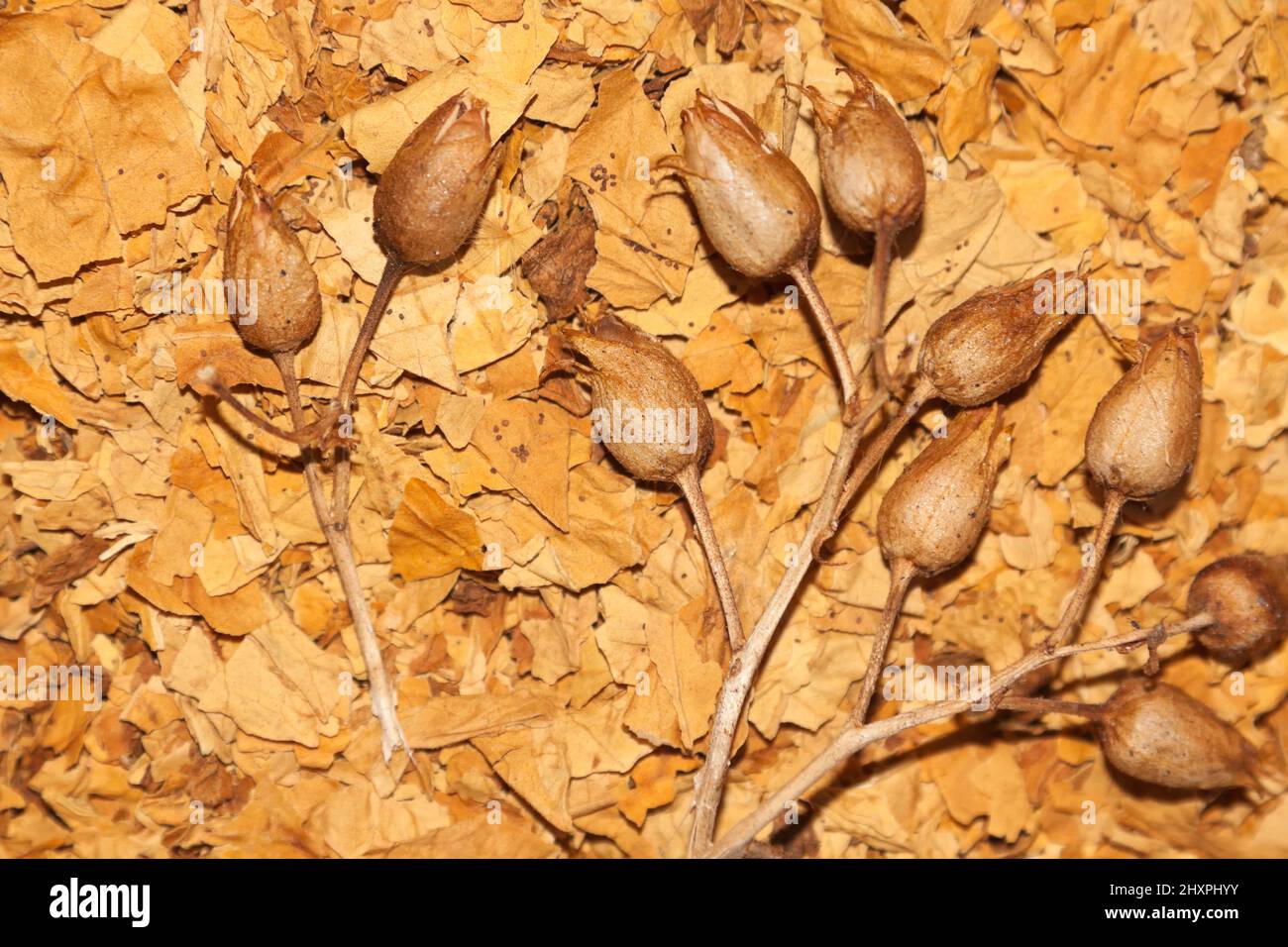 Verso Natura Conad Bio semi Di zucca Biologici Review