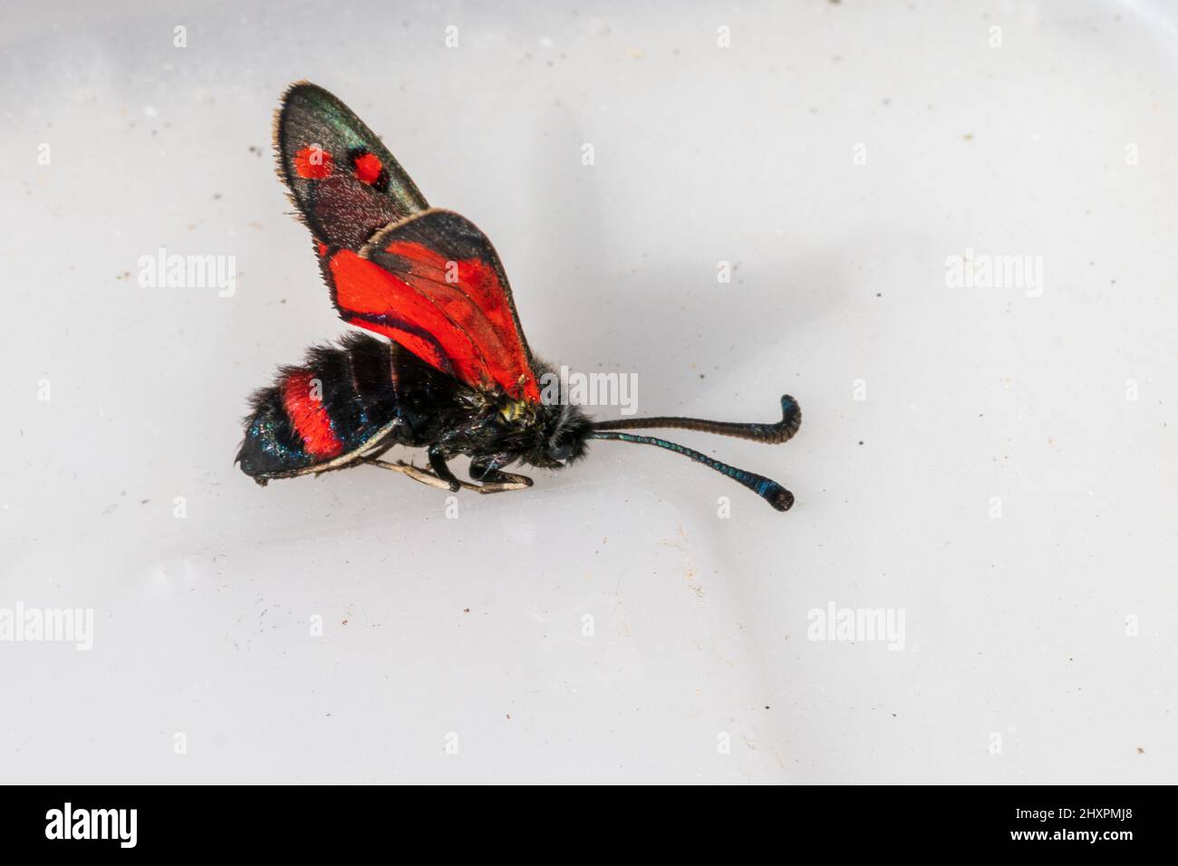 Zygaena rhadamanthus, Burnett Moth Foto Stock