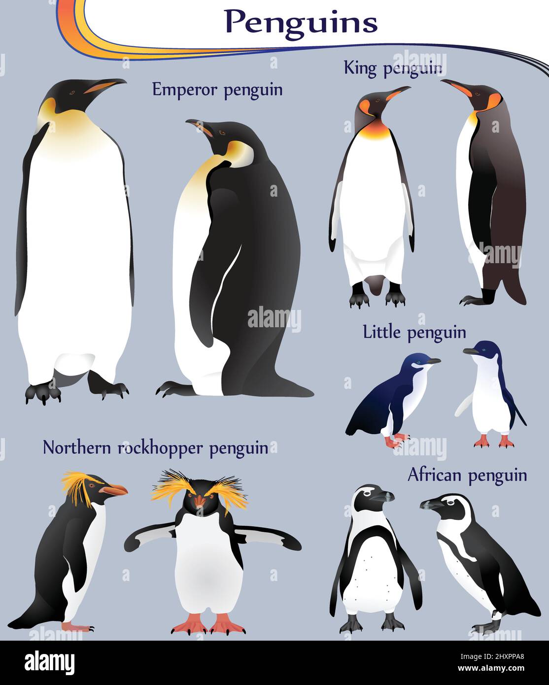 Collezione di diverse specie di pinguini a colori: imperatore, re, piccolo, africano, rockhopper settentrionale Illustrazione Vettoriale