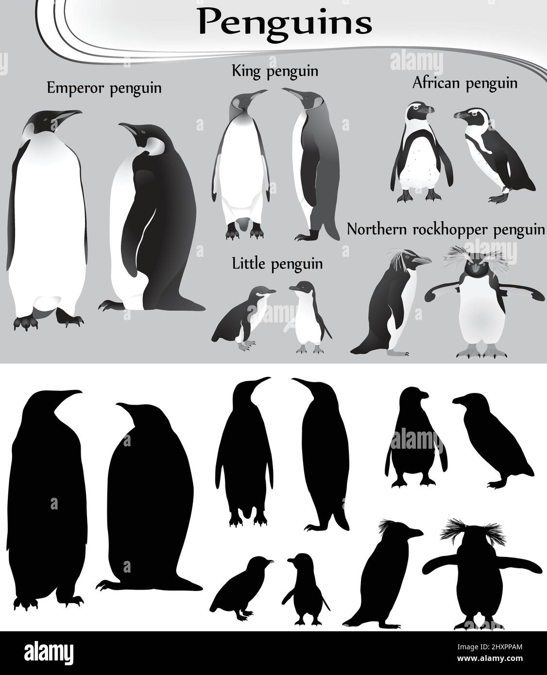 Collezione di diverse specie di pinguini in bianco-nero immagine e silhouette: imperatore, re, piccolo, africano, nord rockhopper Illustrazione Vettoriale