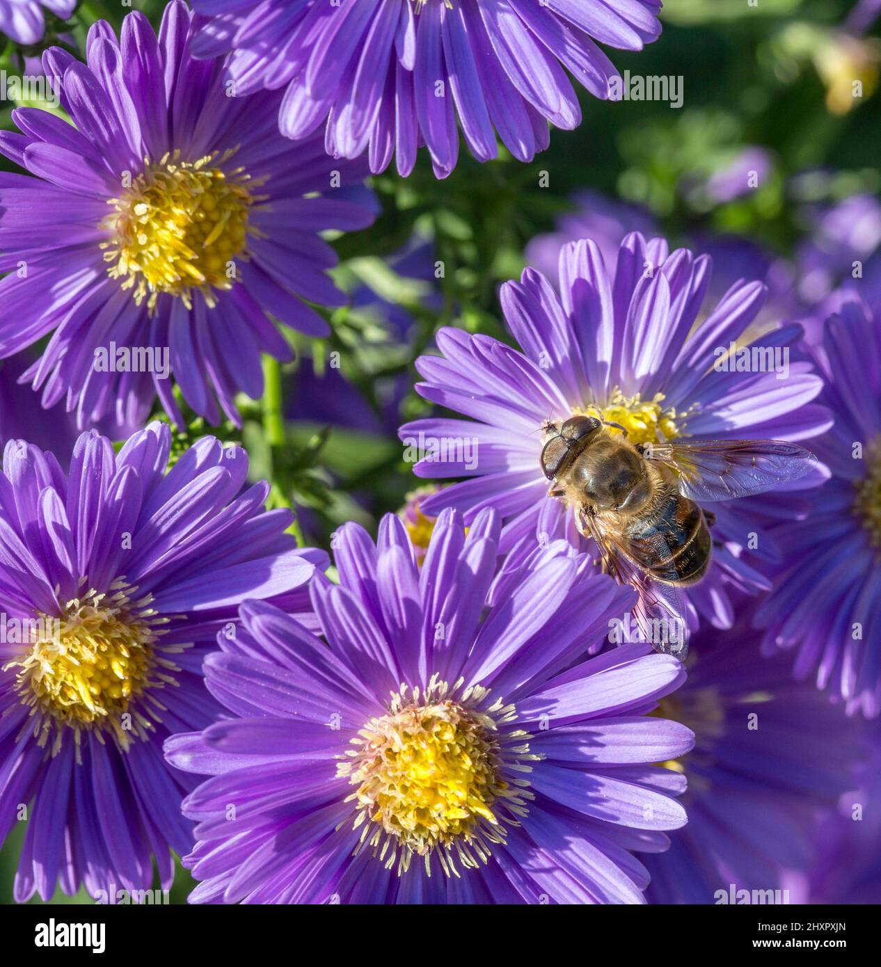 Violetta autunno aster con bee alla ricerca di polline Foto Stock