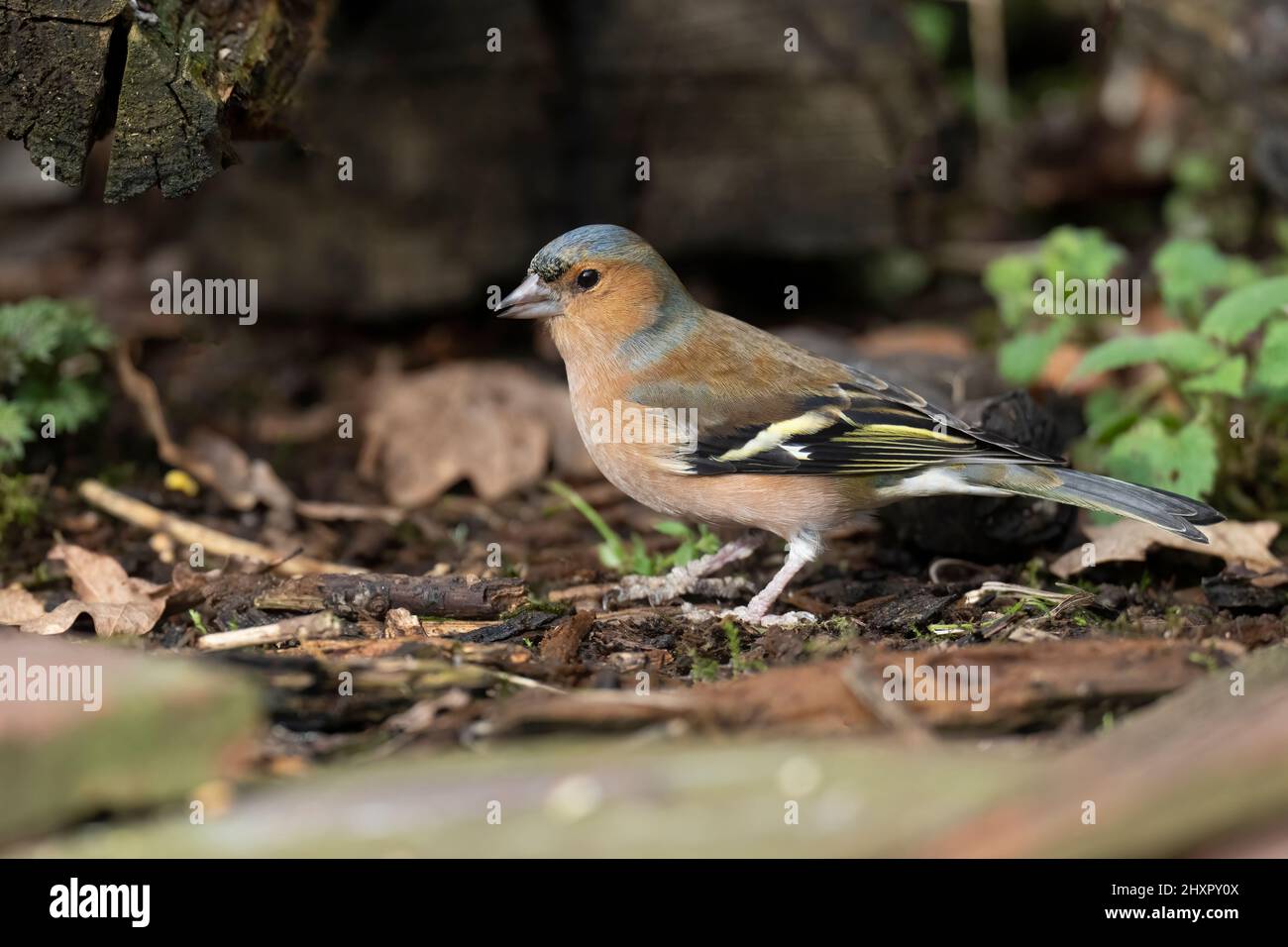 Chaffinch maschio, Coelebs Fringilla. Inverno Foto Stock