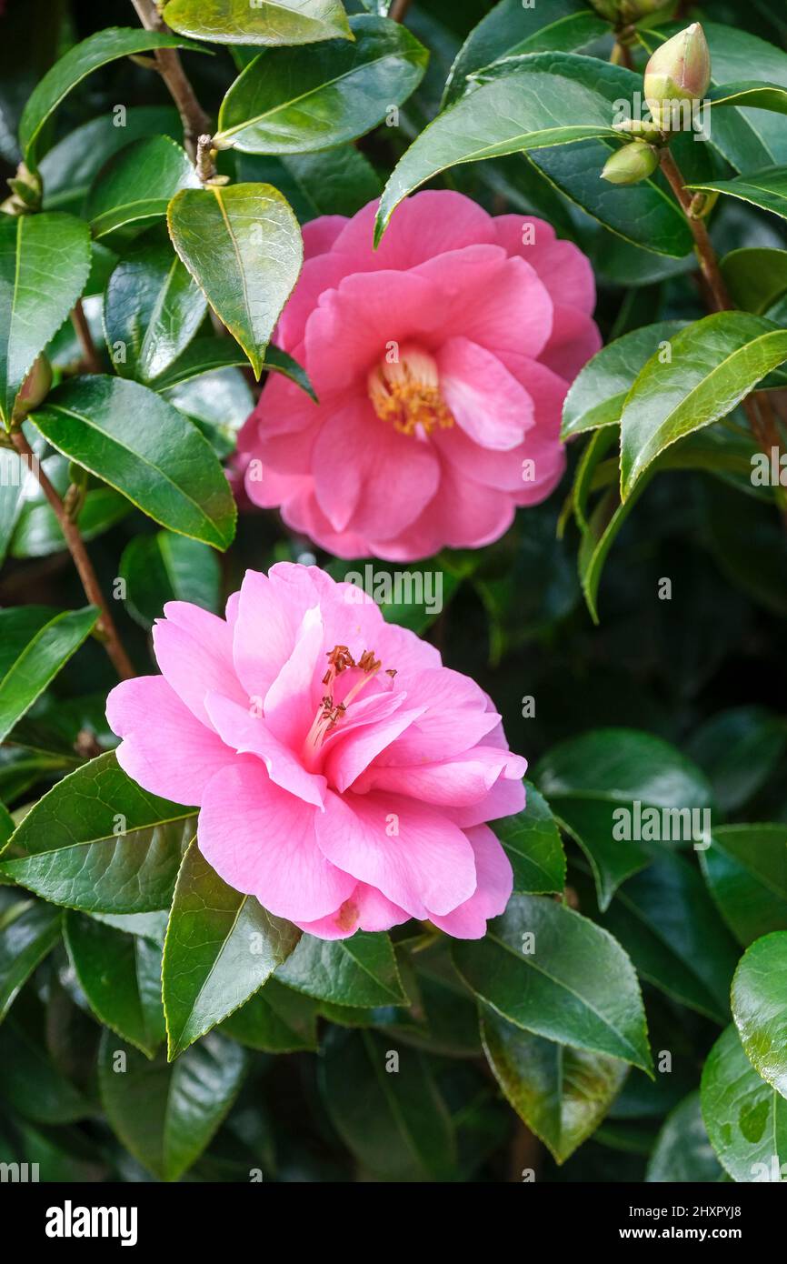 Camellia 'Inspiration' (reticolata x saluenensis). Arbusto compatto grande con semi-doppio fiore rosa-rosa profondo Foto Stock