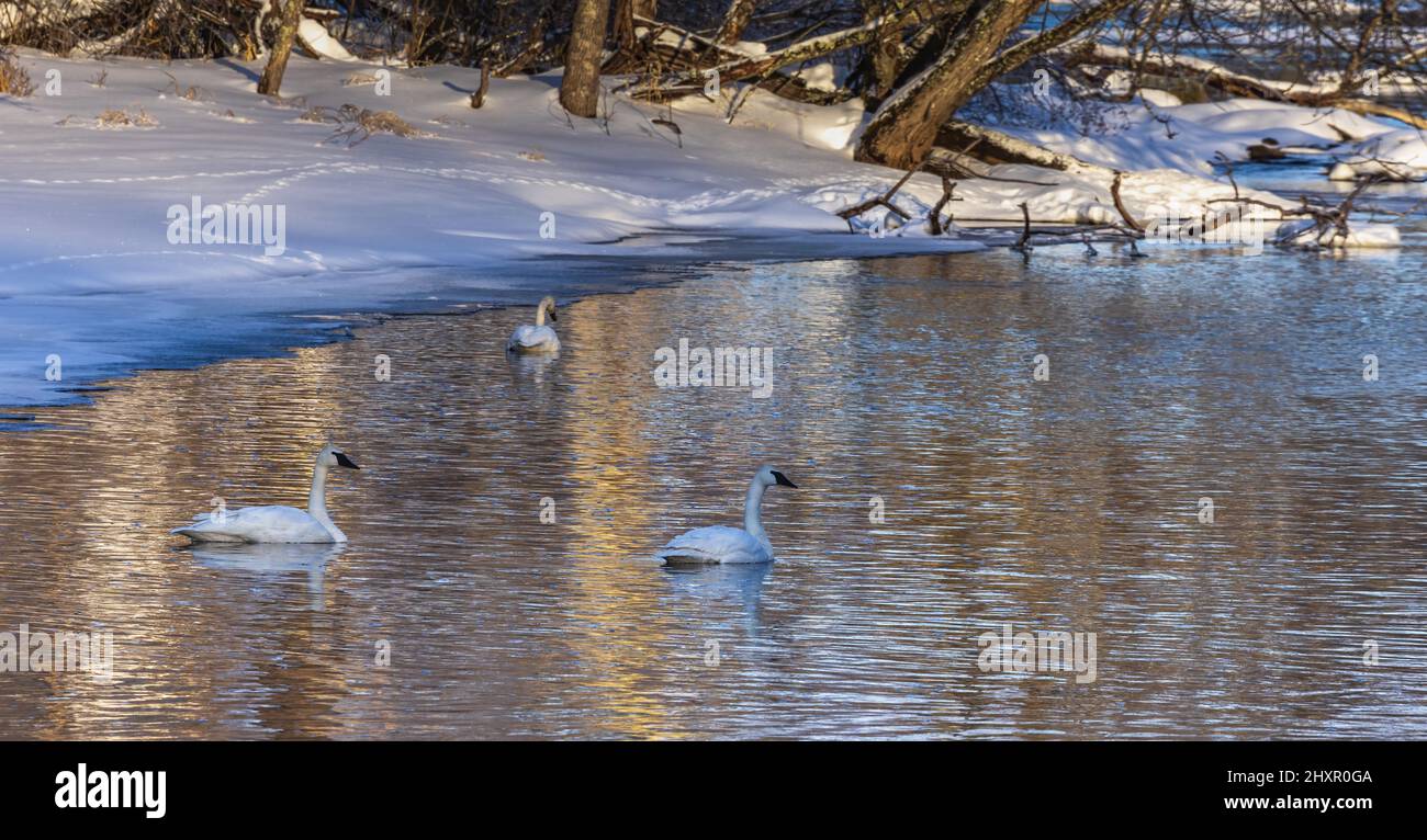 Trumpeter cigni sul fiume Chippewa in Wisconsin settentrionale. Foto Stock