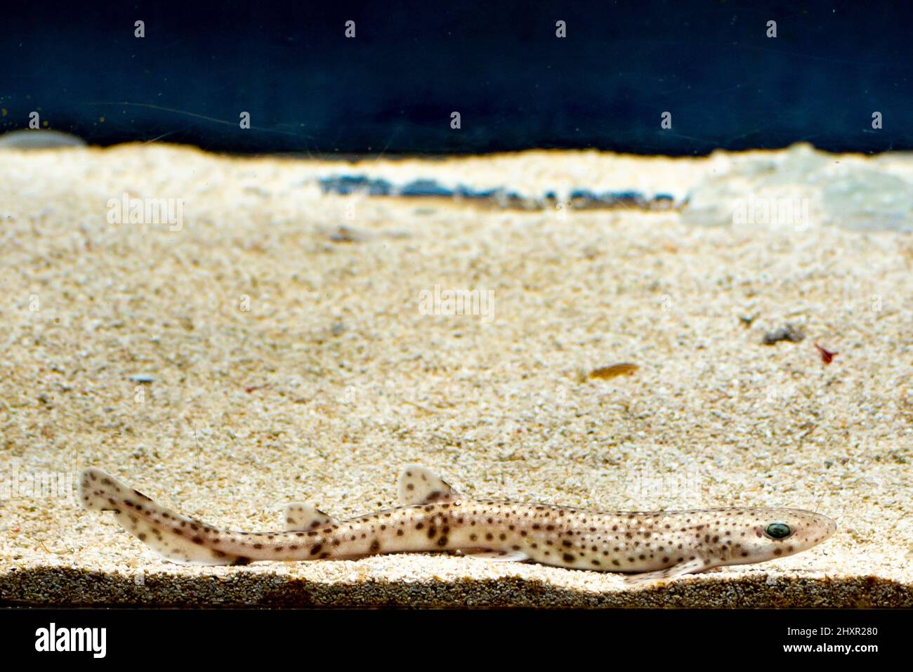 Catsqualo esotico in un acquario Foto Stock
