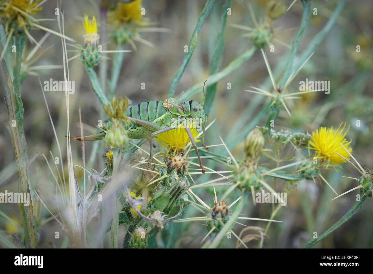 Primo piano su un cricket di cespugli a sella occidentale , Ephippiger diurnus, mangiare piante in Mediterraneo Foto Stock