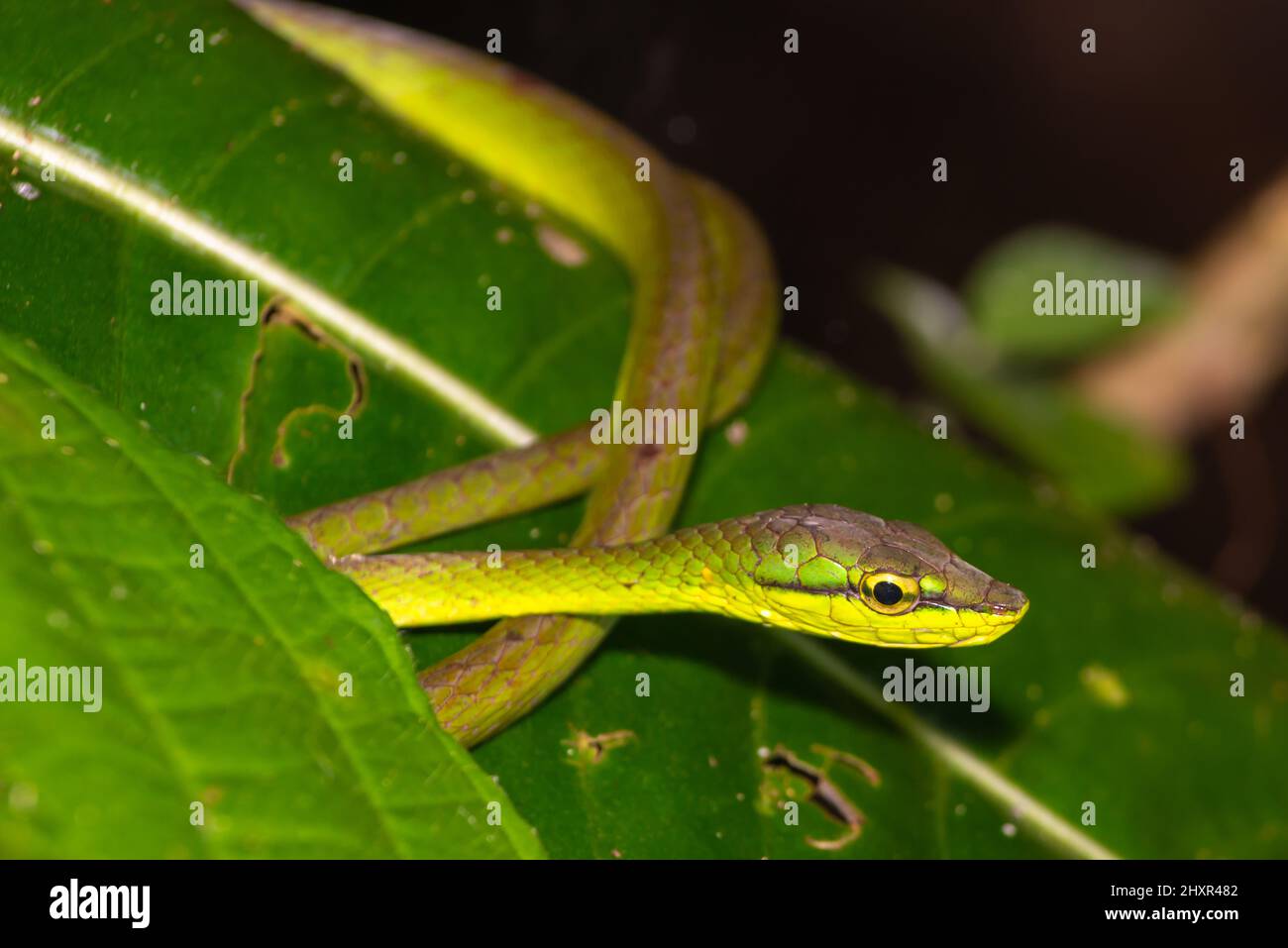 Serpente di albero verde esotico, serpente di vite di cope, Oxybelis brevirostris Foto Stock