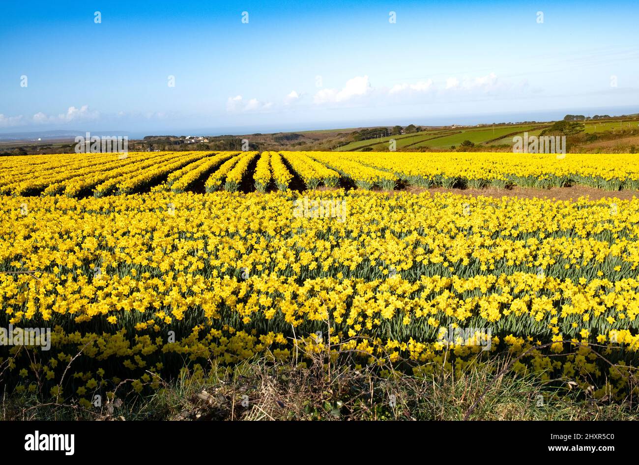 Campi di Daffodil vicino a st agnes in cornovaglia inghilterra Foto Stock