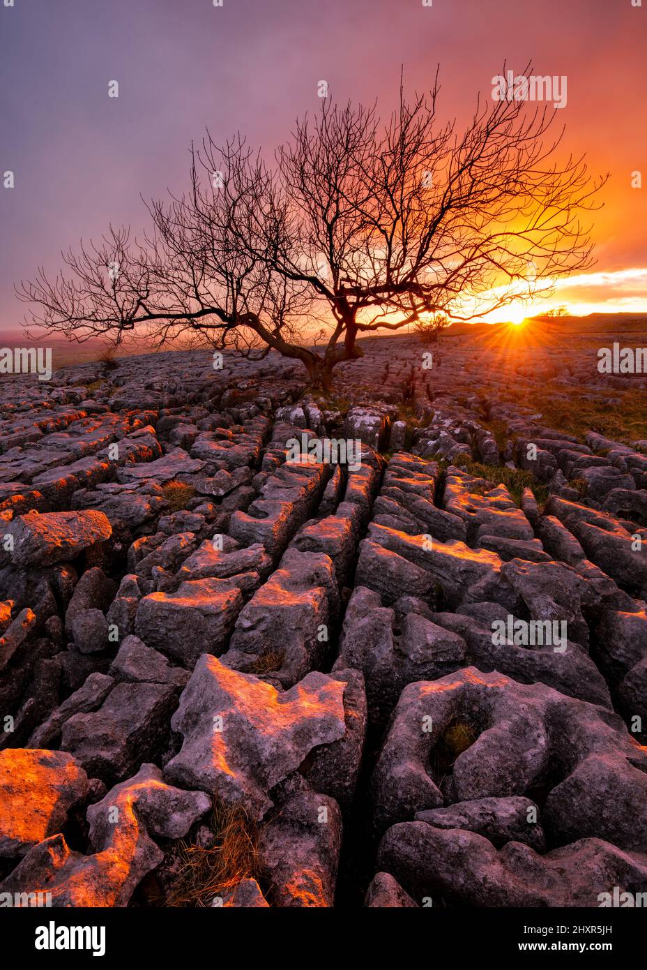 L'albero del solone gardito e le rocce calcaree di altri terreni in primo piano con un tramonto mozzafiato e una spettacolare luce rossa che brilla sul paesaggio. Foto Stock