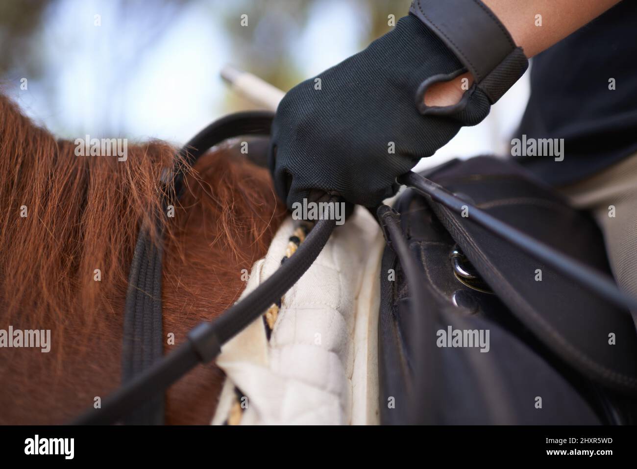 La libertà di guidare.... Un'immagine ritagliata di un cavaliere sul suo cavallo. Foto Stock