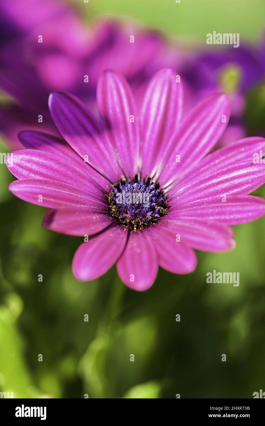 Soprano Viola Africano Daisy Flower illuminato dalla luce del sole Foto Stock