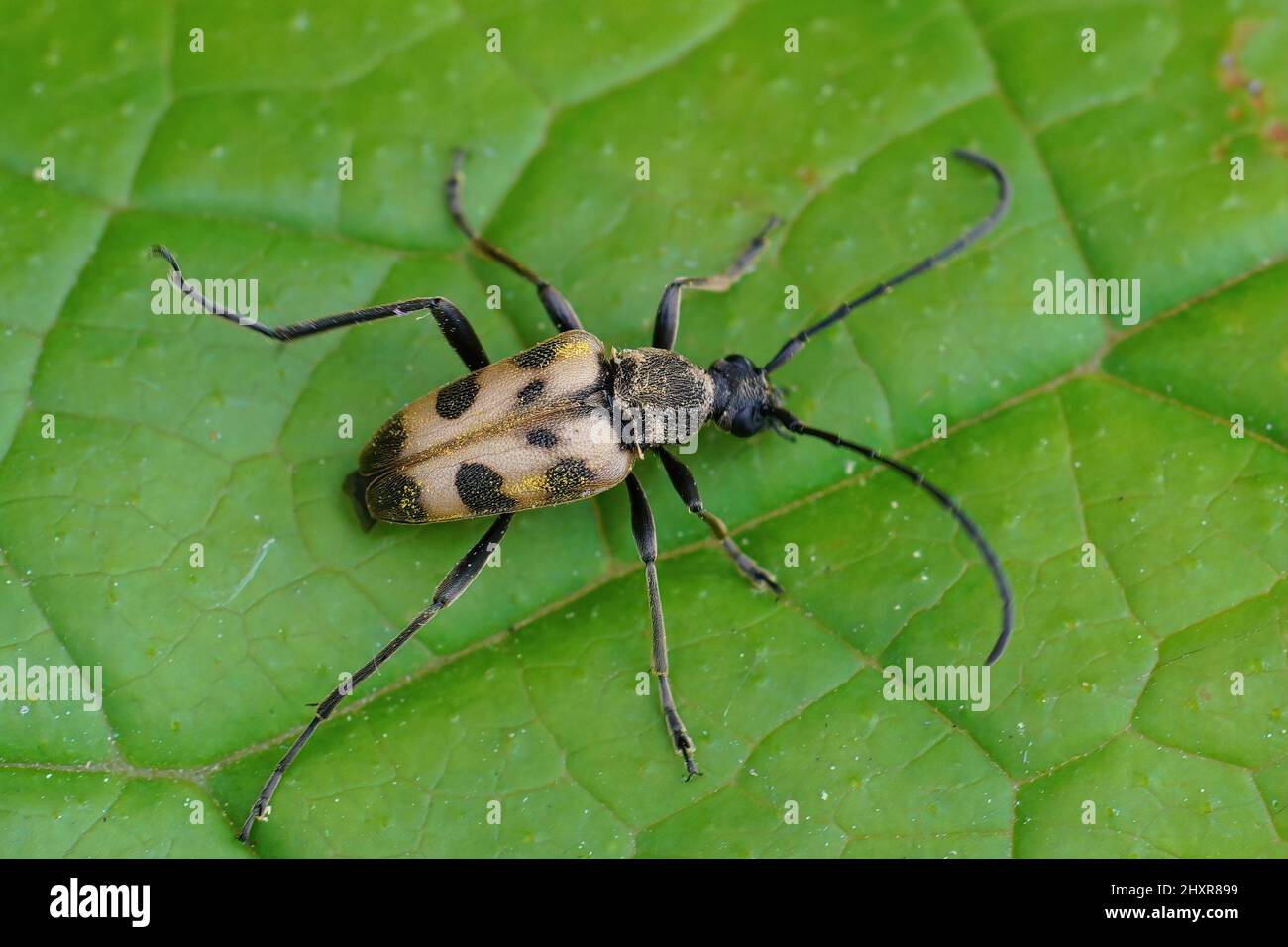 Primo piano su un fiore longhorn Beetle, Pacin il giardenhytodes cerambyciformis, seduto su una foglia verde Foto Stock